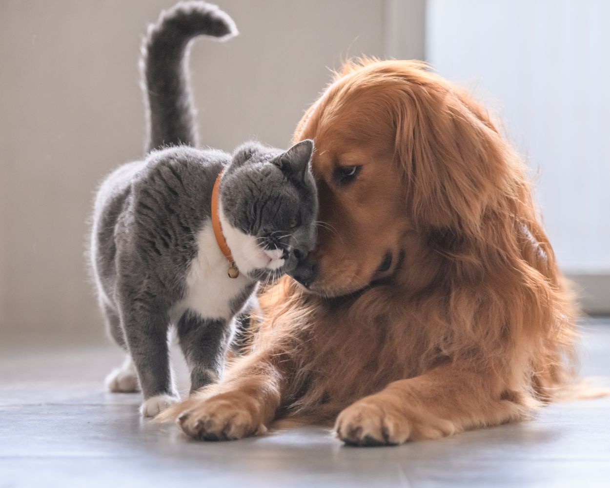 Healthy Paws Club - Annual Wellness Discounts